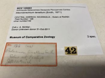 Media type: image; Invertebrate Zoology 125963